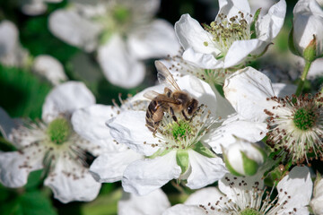 A bee pollinates flowers on a bush. Macro shooting.