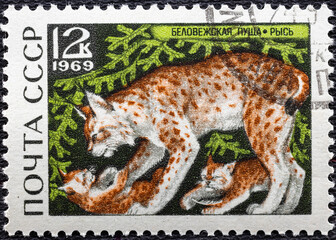 USSR - CIRCA 1969: Postage stamp 'Lynx' printed in USSR. Series: 'Bialowieza Forest' by artist V. Kolganov, 1969