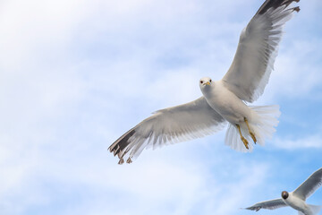 A white seagull flies in the blue sky, close up. Portrait of a river or sea bird