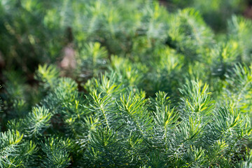 Euphorbia cyparissias, cypress spurge leaves closeup selective focus