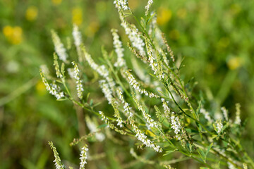 Melilotus albus, honey clover white flowers closeup selective focus