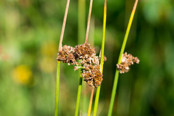 Juncus, rushes dried flowers closeup selective focus