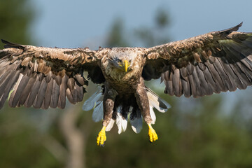 White-tailed eagle in flight closeup, wide wingspread approaching to the camera