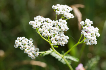 Fototapeta premium Achillea millefolium, common yarrow flowers closeup selective focus