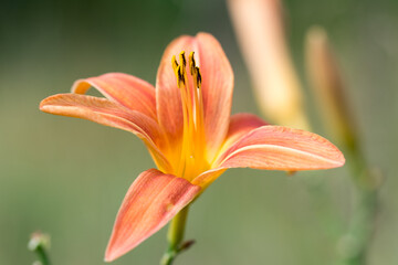 orange daylily closeup selective focus