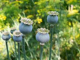 Baskets of poppy sway in the wind against the background of dill, close-up, selective focus