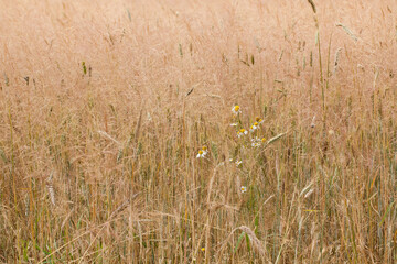 Matricaria. Chamomile growing in a field with grain overgrown with grass.