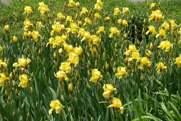 Obraz premium Abundant yellow flowers of Iris germanica in mid May