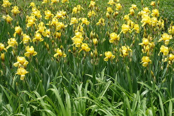 Obraz premium Plentiful yellow flowers of Iris germanica in mid May