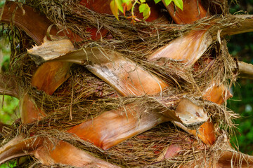 Rough trunk of palm tree