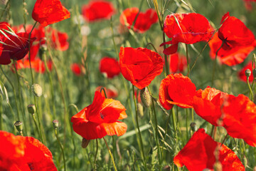 Papaver rhoeas or red poppy flower in meadow. This flowering plant is used a symbol of remembrance of the fallen soldiers.