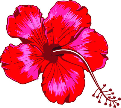 Red hibiscus flower, a traditional Indian food for the auspicious occasion of Ganesh Chaturthi