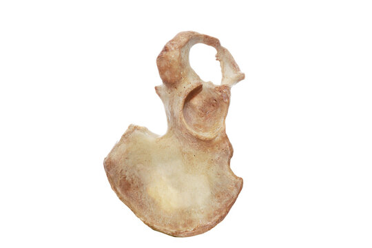 human pelvis white background