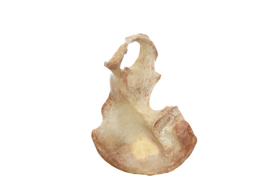 human pelvis white background