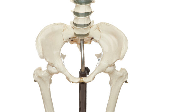 human pelvis white background