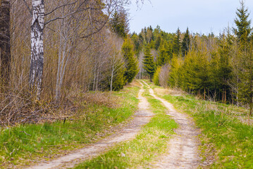 Pathway With Trees On Sunny Day In summer Forest.The road is winding.