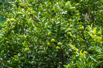 Lush citrus tree with fruits