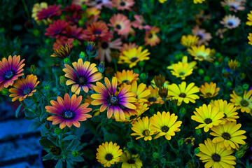 Osteospermum ecklonis. Super-cluster of rows of African daisies of all hues and colors . These amazing summer blooms make for spectacular viewing, amongst the worlds greatest daisies collections.
