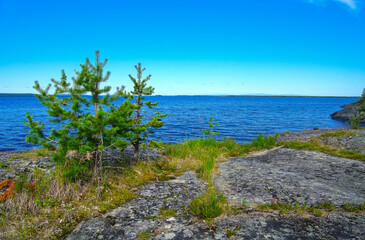 Small pines grow from a crack in a granite rock.
