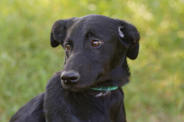 black laika dog full body photo on green grass background