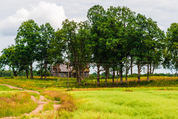 Abandoned old wooden house among the trees.There is an old road nearby.Rural summer landscape.A view from a distance.