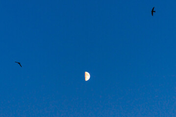 Small moon and bird silhouettes over blue glowing sky background.The Moon illuminated by the Sun.