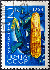 USSR - CIRCA 1964: A stamp printed in USSR Russia shows a agricultural crop with the inscription...