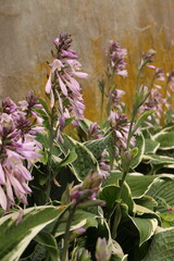 Hosta plantaginea, pink flower of perennial garden herb