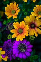 Osteospermum ecklonis. Super-cluster of rows of African daisies of all hues and colors . These amazing summer blooms make for spectacular viewing, amongst the worlds greatest daisies collections.
