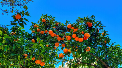 Selected focus on an orange tree in the public garden of the touristic town of Taormina, island...