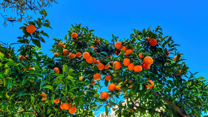 Selected focus on an orange tree in the public garden of the touristic town of Taormina, island Sicily, Italy, Europe, EU. Citrus tree growing in the Mediterranean climate. Clear blue sky in the back