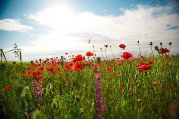 Poppy field in full bloom against sunlight. Field of red poppys. Remembrance Day, Memorial Day,
