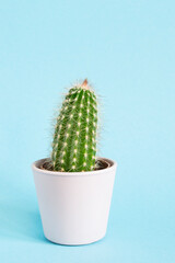 Cactus on blue background