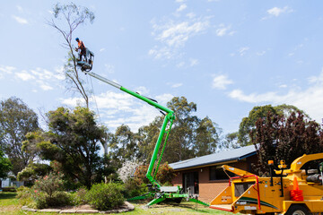 Workman felling a dying gum tree beside a house with care