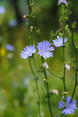 Common Chicory or Cichorium intybus flower blossoms commonly called blue sailors, chicory