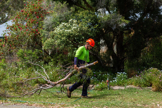 Worker dragging tree branch through garden to be turned to mulch
