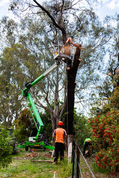 Cherry picker in small space in garden with workers removing dying iron bark tree