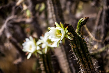 Blooming cactus in Peru. Flora of South America