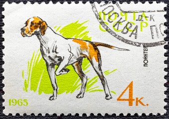 USSR - CIRCA 1965: a postage stamp, printed in USSR, shows a Pointer dog, series Hunting and...