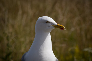 close up of a seagull