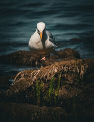 seagull on the rocks at the beach