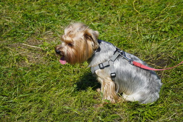 Naklejka na ściany i meble Cute little brown and gray Yorkshire terrier sits on a green lawn on a leash, looks around