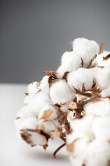 A handful of cotton on a white table on a gray background, macro