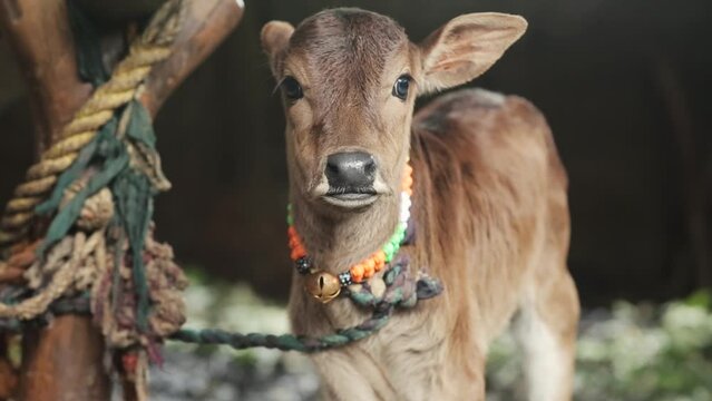 Cute little calf looking at camera curiously. Close up, gimbal, shallow focus