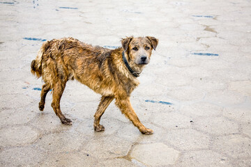 Homeless dog on the streets of Bolivia village. South America