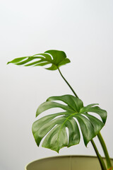 House plant Monstera deliciosa in a green pot on a white background.