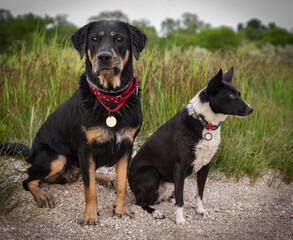 Two beautiful black dogs are sitting on the shore. Dogs for a walk in the park.