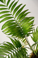 Close up of leaf of green house plant hamedorea.
