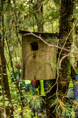 nesting box on the pine tree in forest