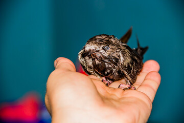 a young common swift (apus apus) at the human hands